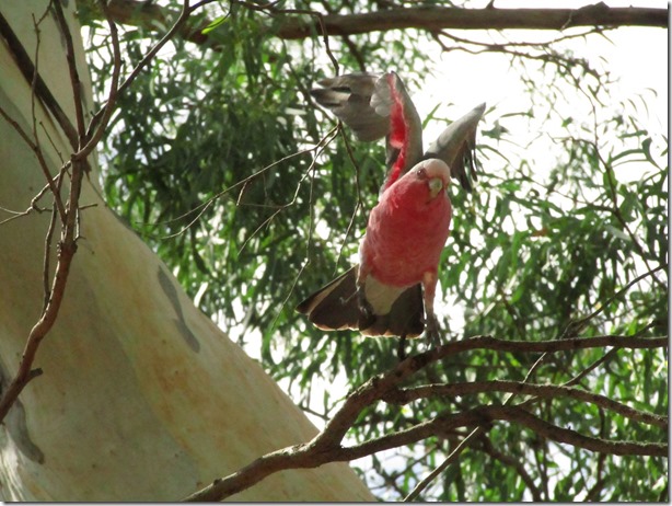 18 - Galah